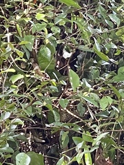 Metrosideros fulgens