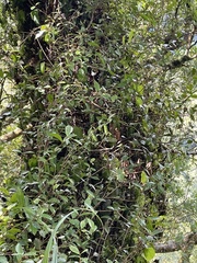 Metrosideros fulgens