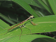 Polyspilota aeruginosa