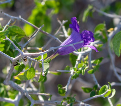 Ruellia californica peninsularis