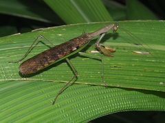 Polyspilota aeruginosa