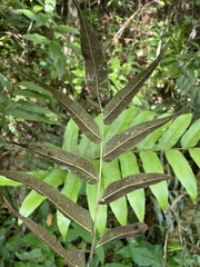 Meniscium reticulatum