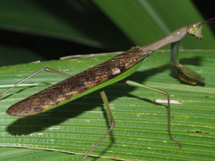 Polyspilota aeruginosa