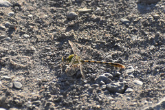 Erpetogomphus crotalinus