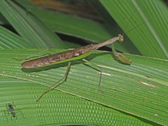 Polyspilota aeruginosa