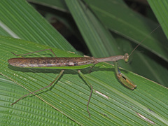 Polyspilota aeruginosa