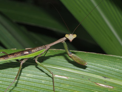 Polyspilota aeruginosa