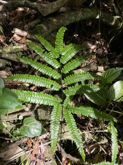 Adiantum pyramidale