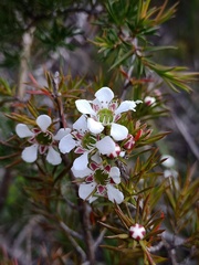 Leptospermum arachnoides