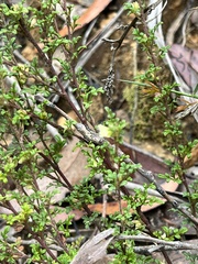 Xanthosia stellata