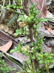 Xanthosia stellata