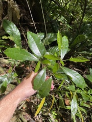 Cordia laevigata