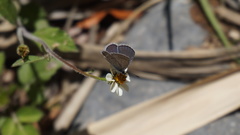 Hemiargus ramon