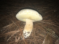 Boletus quercophilus