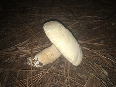 Boletus quercophilus