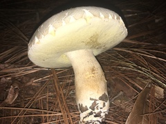 Boletus quercophilus