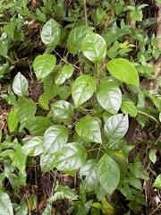 Hieronyma clusioides