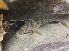 Hypsoblennius gilberti