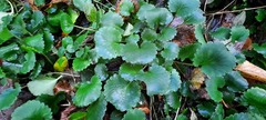 Saxifraga spathularis