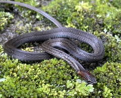 Amastridium veliferum