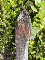 Amastridium veliferum