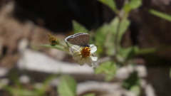 Hemiargus ramon