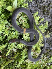 Amastridium veliferum