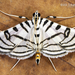 Zebra Conchylodes Moth - Photo (c) Eduardo Axel Recillas Bautista, some rights reserved (CC BY-NC), uploaded by Eduardo Axel Recillas Bautista