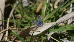 Hemiargus ramon