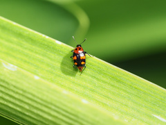 Scaphidium alpicola