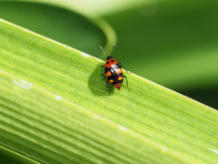 Scaphidium alpicola