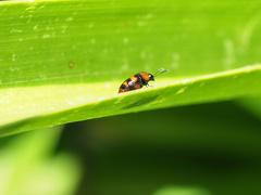 Scaphidium alpicola