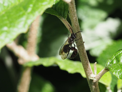 Thynnoidea