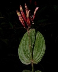 Monophyllorchis microstyloides