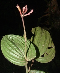 Monophyllorchis microstyloides