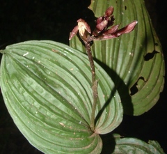 Monophyllorchis microstyloides