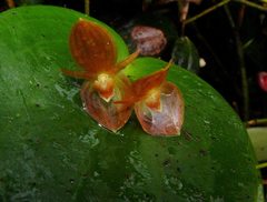 Pleurothallis cardiothallis