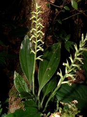 Cyclopogon prasophyllus