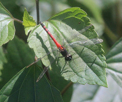 Amphithemis curvistyla