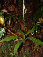 Beloglottis
