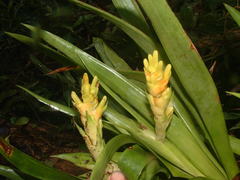 Guzmania donnell-smithii