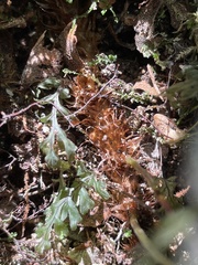 Microsorum novae-zealandiae