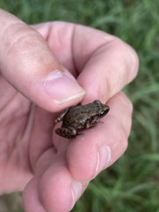 Eleutherodactylus campi