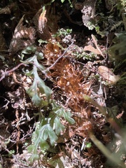 Microsorum novae-zealandiae