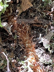 Microsorum novae-zealandiae