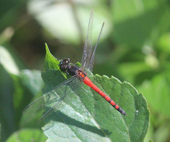 Amphithemis curvistyla