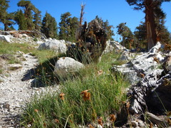 Carex straminiformis