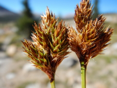 Carex straminiformis