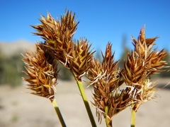 Carex straminiformis