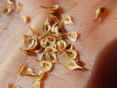 Carex straminiformis